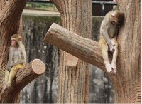 /album/humor-je-koreni-zivota/ticha-domacnost-jpg/